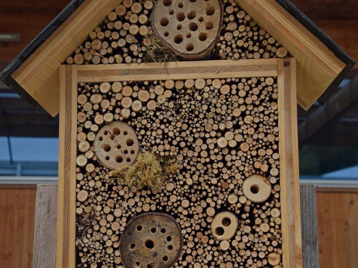Wir bauen ein Insektenhotel: Samstag, 8. August, 9.00 Uhr, Marktplatz Rankweil Wir bauen ein Insektenhotel: Samstag, 8. August, 9.00 Uhr, Marktplatz Rankweil