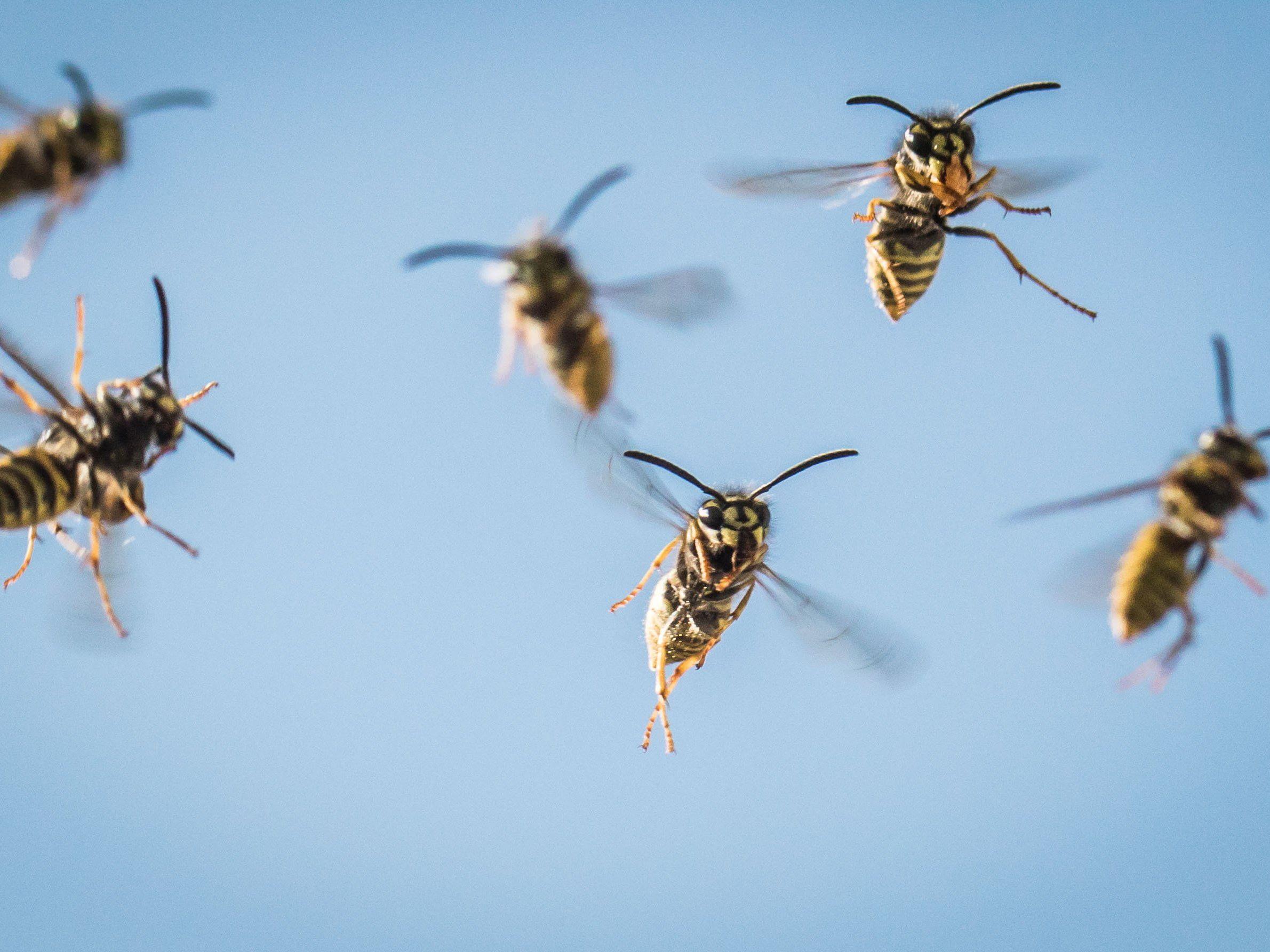 Wespen lassen sich in diesem Sommer häufiger blicken