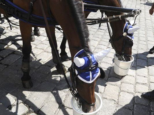 Durstige Fiaker-Pferde in Wien Durstige Fiaker-Pferde in Wien