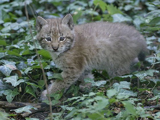 Die kleinen Luchse sind derzeit etwa so groß wie Hauskatzen - und mindestens so neugierig Die kleinen Luchse sind derzeit etwa so groß wie Hauskatzen - und mindestens so neugierig