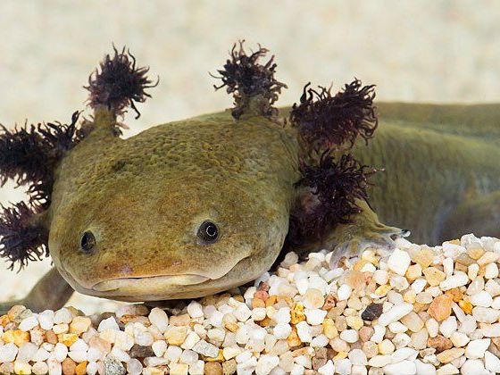 Lustig anzusehen: die Querzahnmolche in Schönbrunn