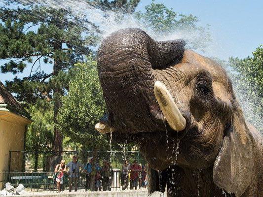 Die Tiere im Tiergarten Schönbrunn haben ganz einfache Hitze-Tricks