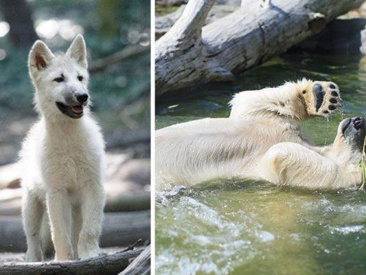 Ob Wolf oder Eisbär - wie die Tiere in Schönbrunn den Sommer genießen, kann man am Freitag bei freiem Eintritt sehen