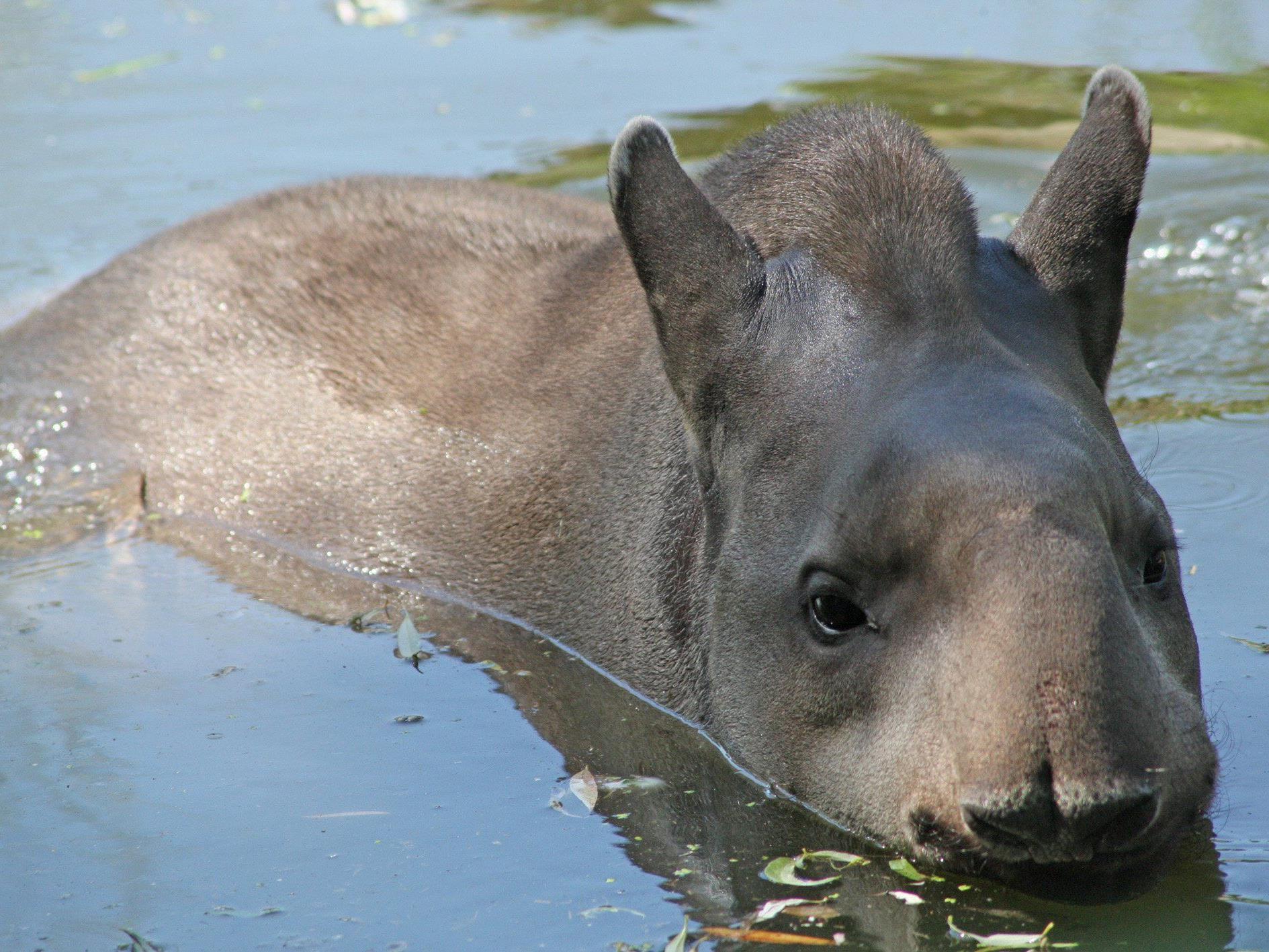 Ein Tapir beim Baden im kühlen Nass.