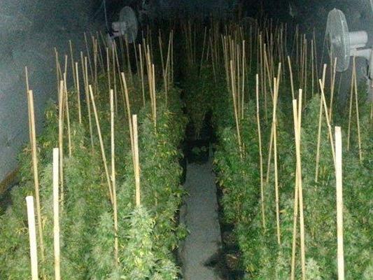 Mehr als 700 Cannabis-Pflanzen hat die Polizei sichergestellt.
