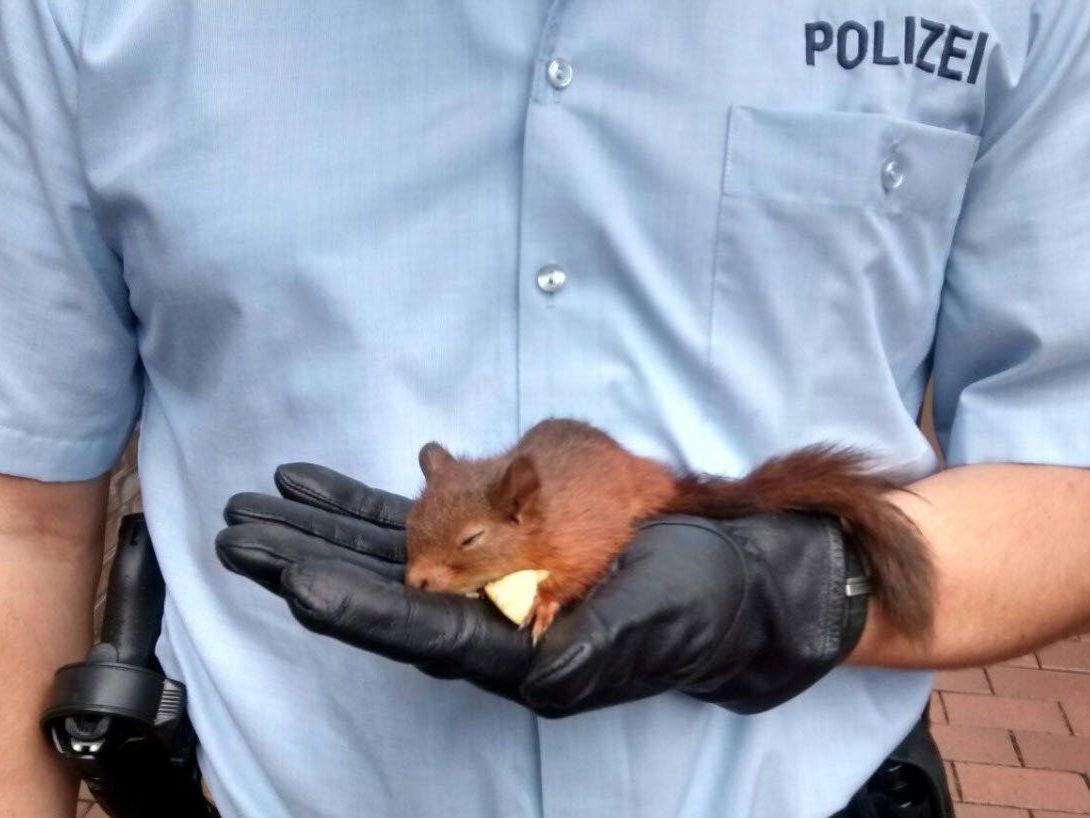 Nach seiner Festnahme musste sich das Eichhörnchen erst einmal erholen Nach seiner Festnahme musste sich das Eichhörnchen erst einmal erholen