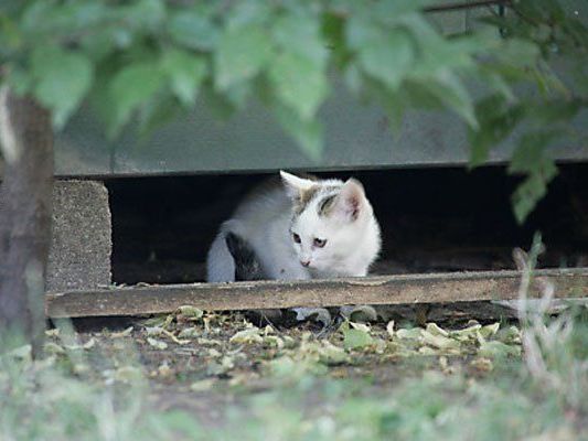 Streunerkatzen sollen von den Straßen geholt werden. Streunerkatzen sollen von den Straßen geholt werden.