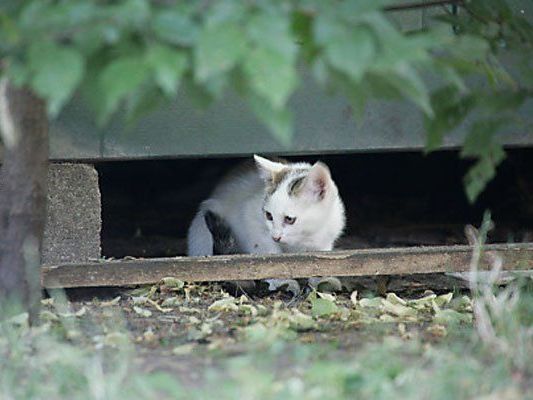 Streunerkatzen sollen von den Straßen geholt werden.