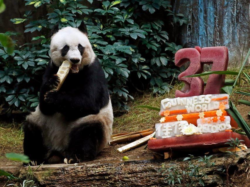 37 Jahre: Dieses stattliche Pandabären-Alter hat Jia Jia erreicht.