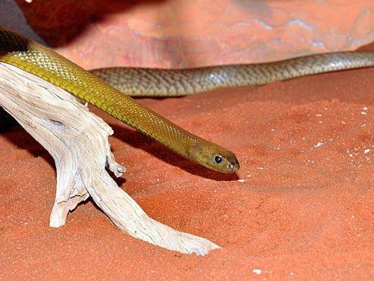 Einer der neuen Stars der wiedereröffneten Giftschlangenabteilung: der Inland-Taipan