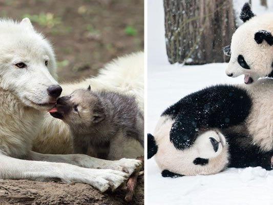 Tierische Mutterliebe, wie sie im Tiergarten Schönbrunn gelebt wird, ist nun in einem Kalender zu bewundern