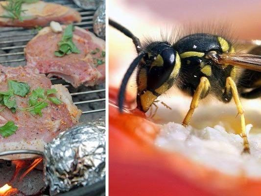 Wespen fliegen auf Süßes und Fleisch - was beim Grillen zur Plage werden kann