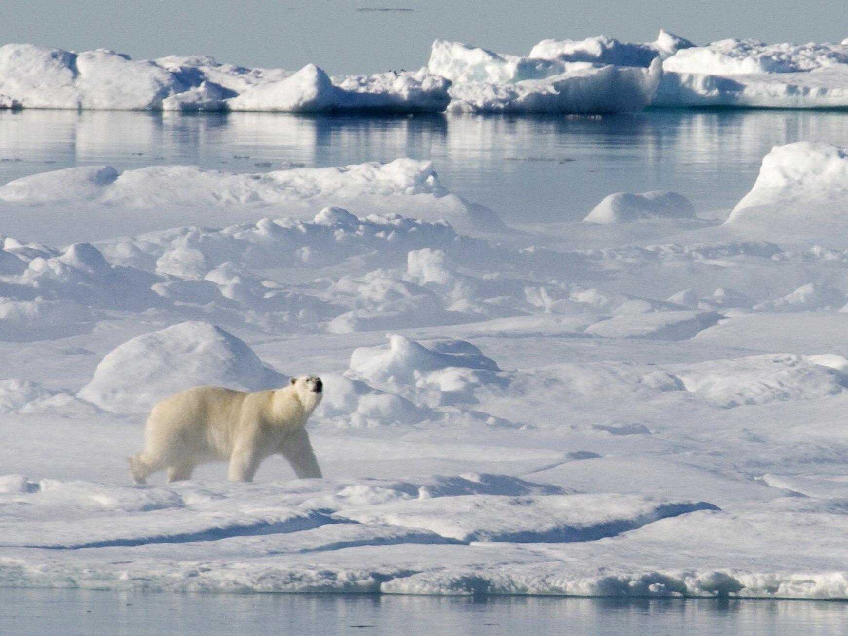 Umweltschützer kritisierten Shell-Genehmigung für Ölbohrungen in Arktis scharf.