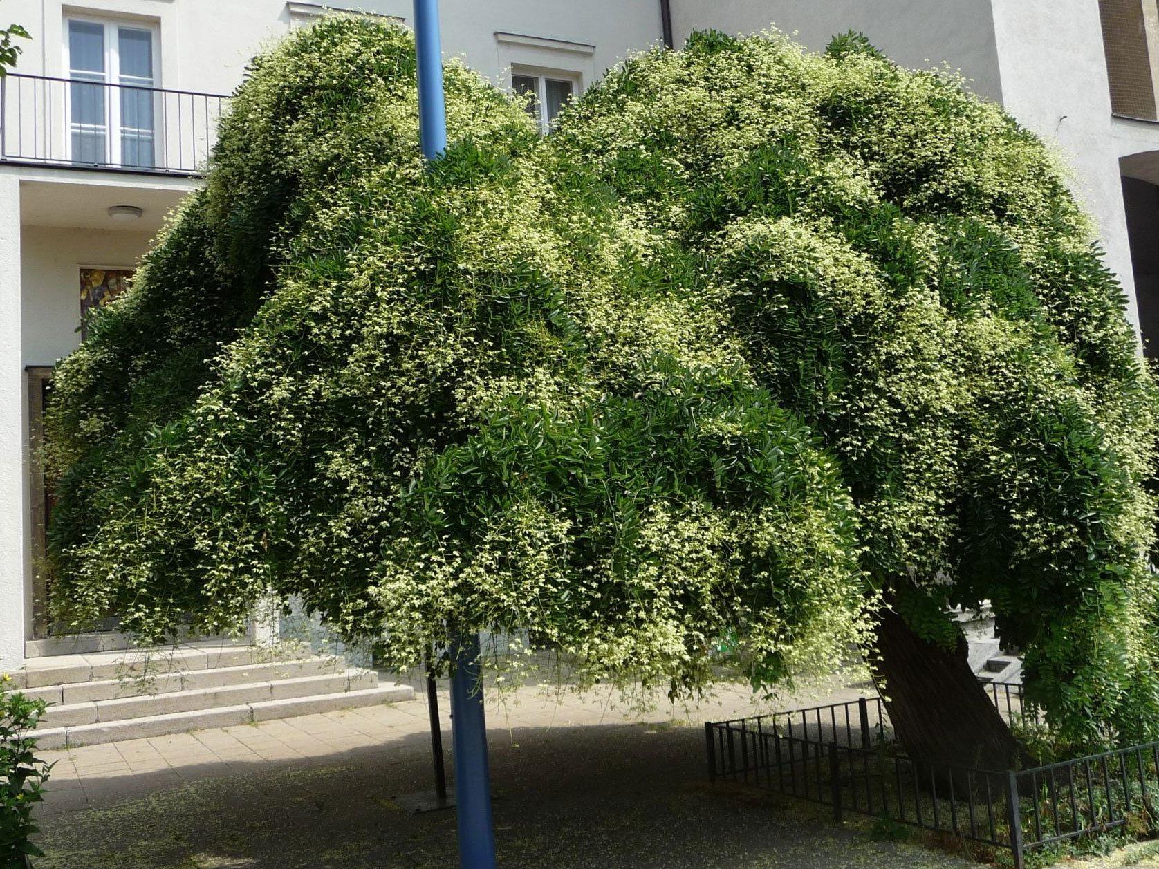 Ein Wiener Trauerschnurbaum in voller Blüte.