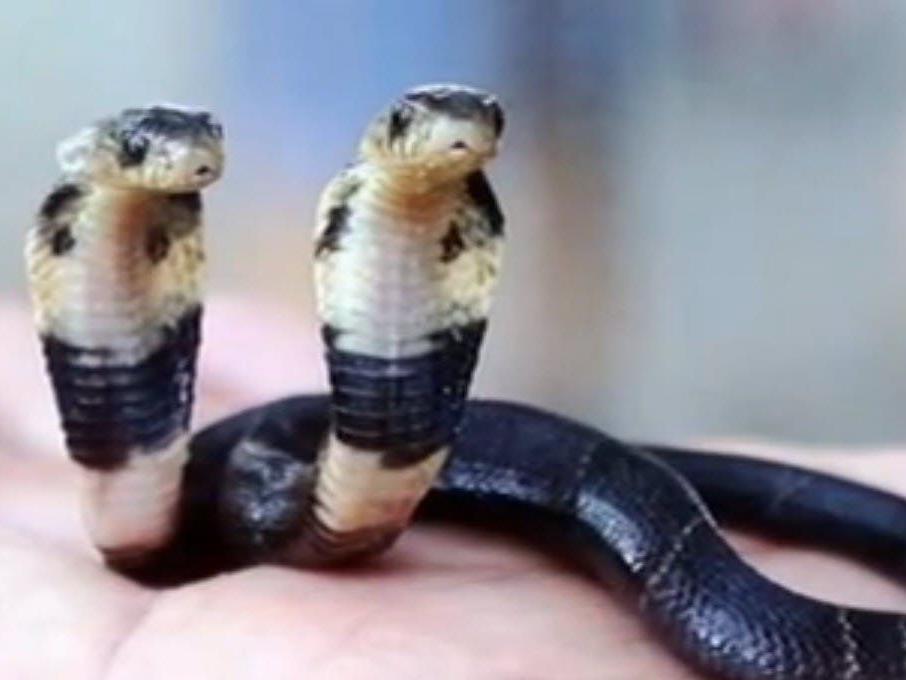 Chinesische Baby-Kobra mit zwei Köpfen.