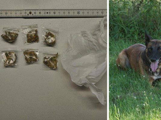 Diese Drogen stöberte Polizeihund "Iceman" auf
