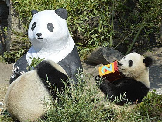 Fu Bao (r.) freut sich über die Geschenke