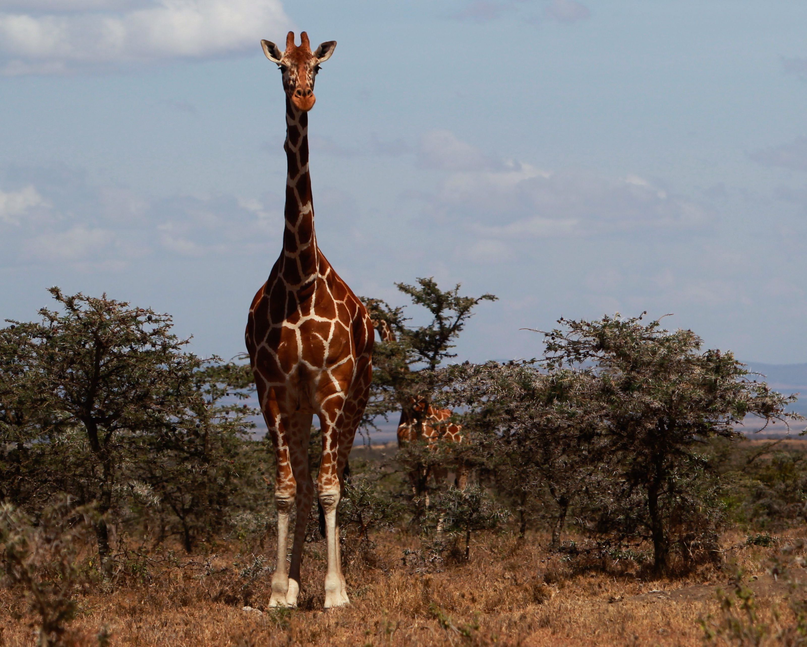 Ihre jüngste "Trophäe" eine alte Giraffe Ihre jüngste "Trophäe" eine alte Giraffe