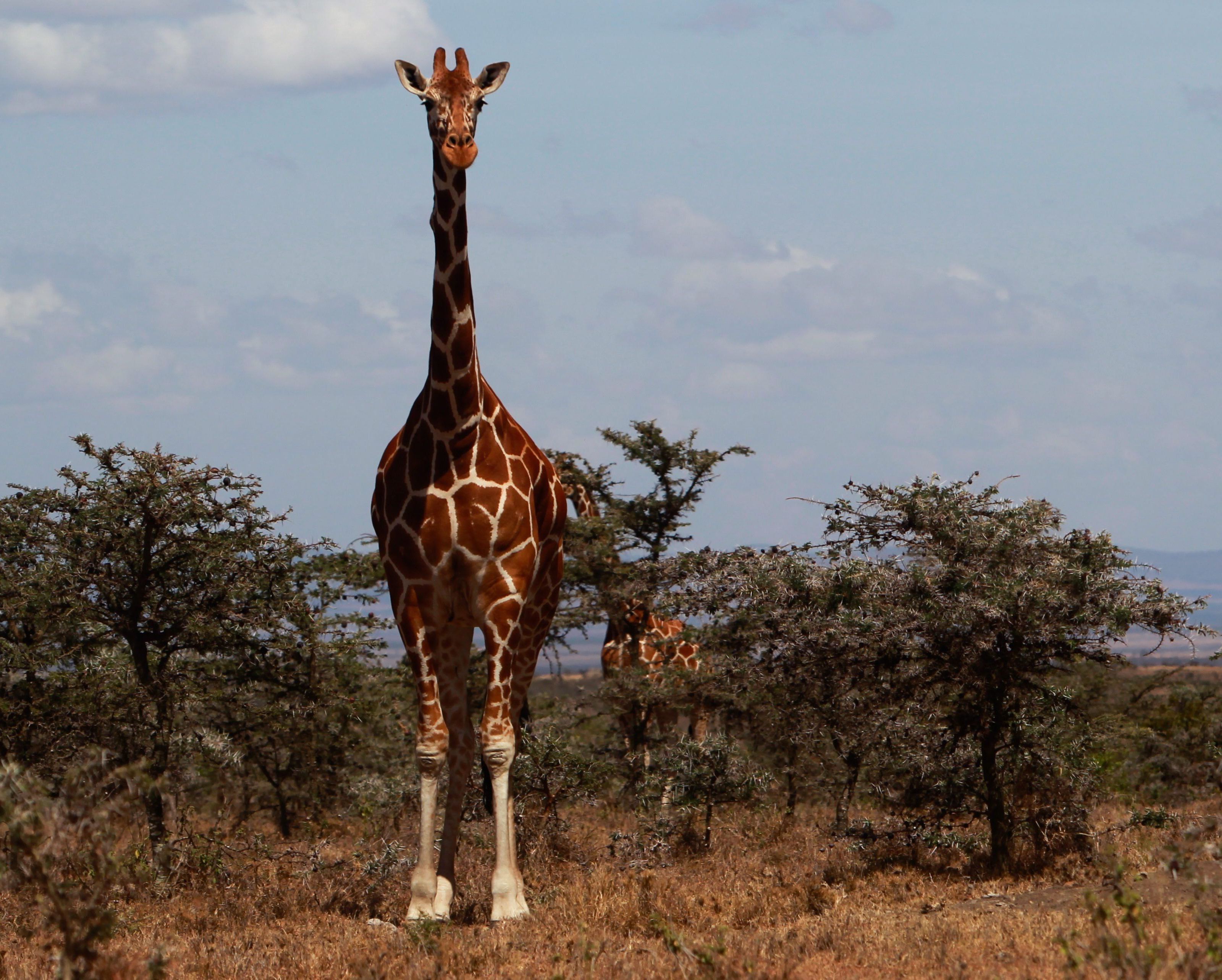 Ihre jüngste "Trophäe" eine alte Giraffe