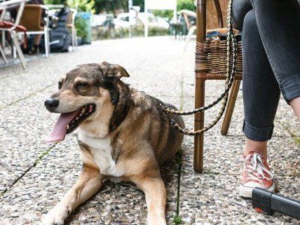 Wenn es heiß ist, leiden Hunde besonders