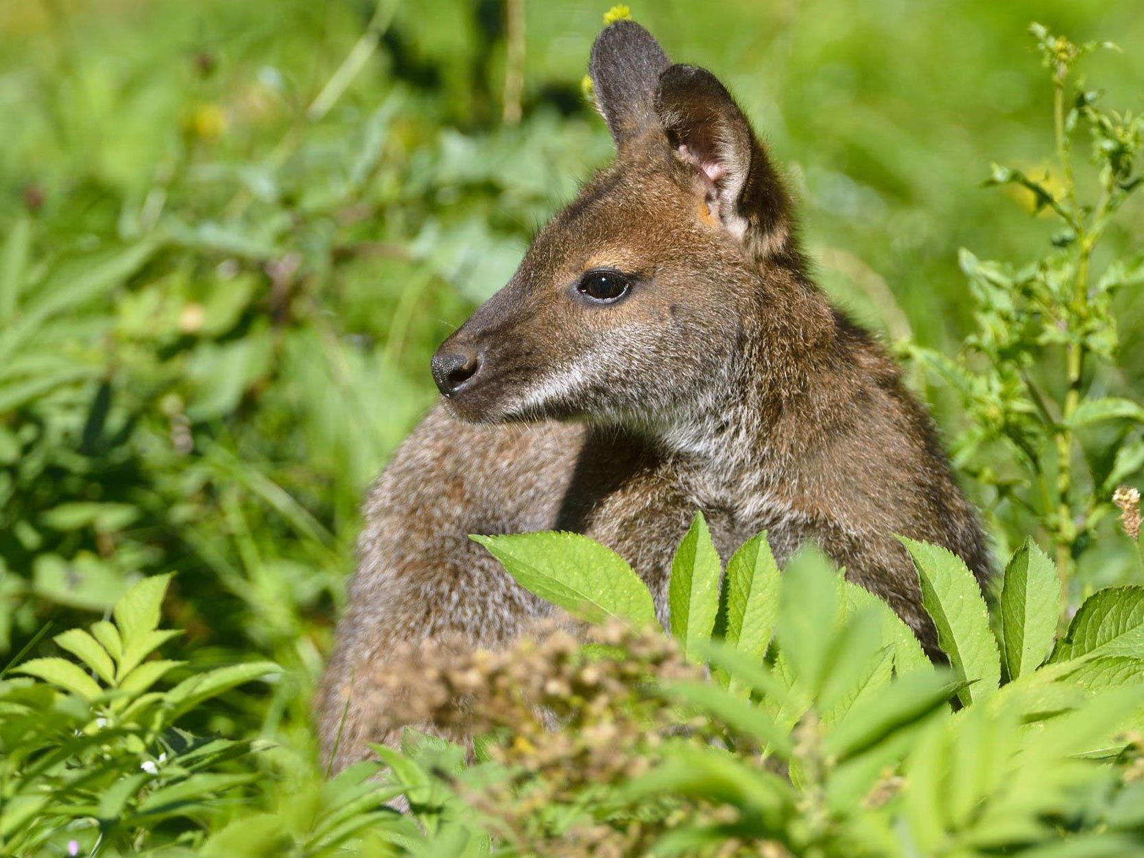 Ein Wiener entdeckte das Känguru im Mühlviertel.