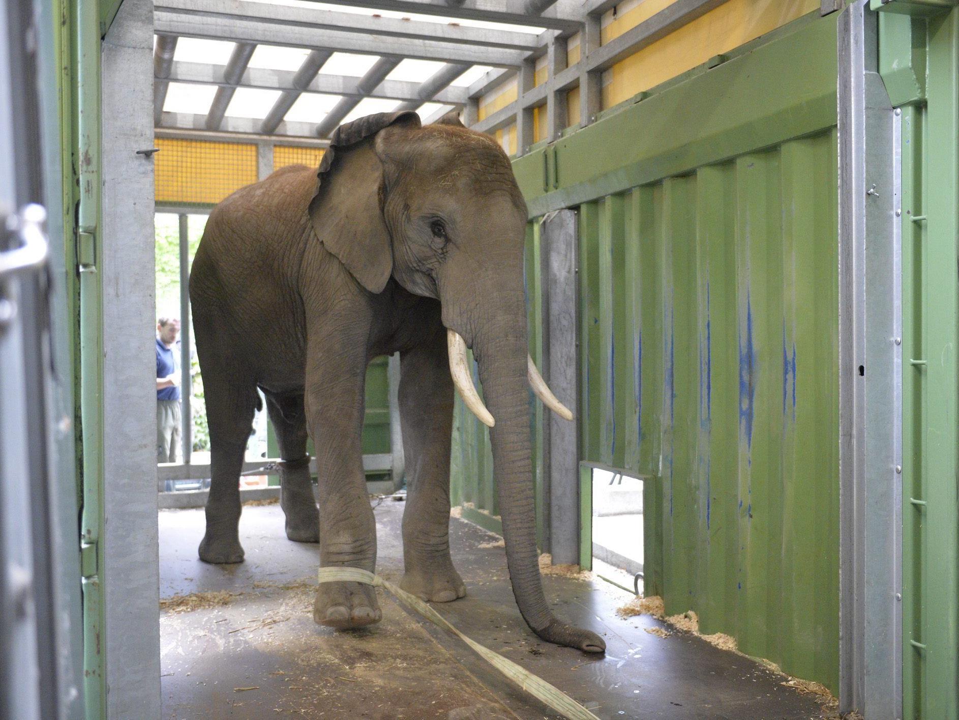 Tier soll künftig im Zoopark Erfurt für Nachwuchs sorgen