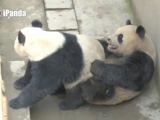Sehr abwechslungsreich vergnügten sich die Panda-Bären.