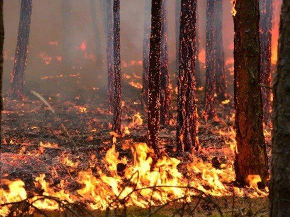 In Niederösterreich gibt es drei Mal mehr Waldbrände als zuvor.