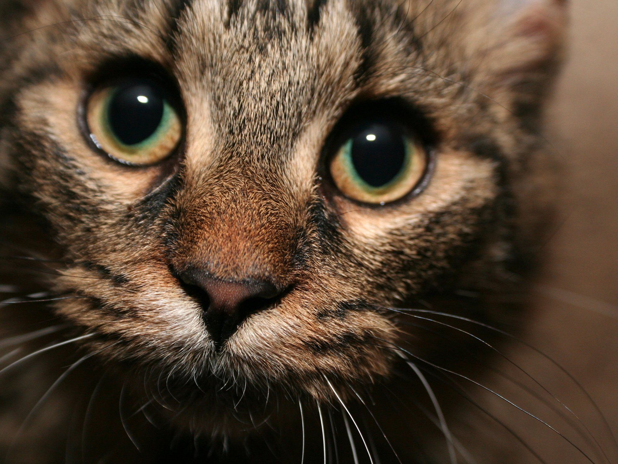 Katze überstand Fahrt von Verona bis nach München im Motorraum unbeschadet. Katze überstand Fahrt von Verona bis nach München im Motorraum unbeschadet.