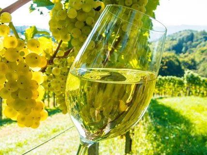 Die besten Weine aus dem Biosphärenpark Wienerwald wurden ausgezeichnet.