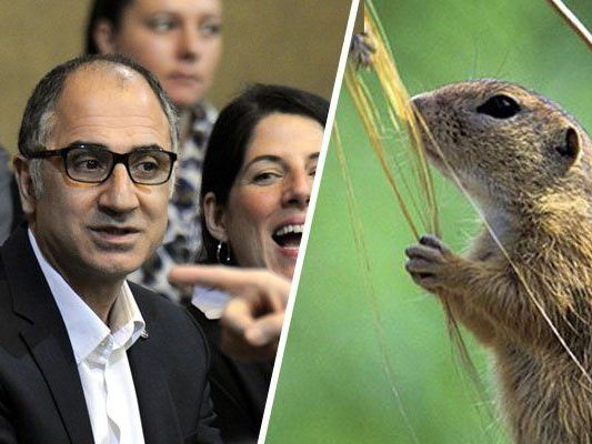 Wichtige Wien-Themen der letzten Jahre - von Akkilic bis Ziesel Wichtige Wien-Themen der letzten Jahre - von Akkilic bis Ziesel