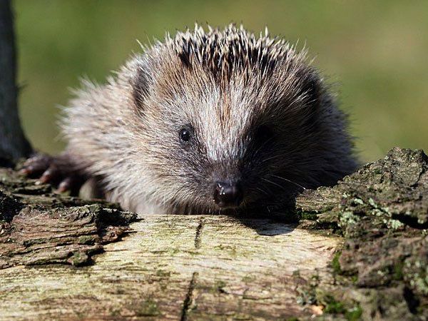 Und, wie viele Igel haben Sie schon gesichtet? Und, wie viele Igel haben Sie schon gesichtet?