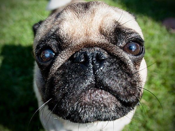 Ein Mops starb in Wien-Döbling an den Folgen von ausgelegtem Rattengift Ein Mops starb in Wien-Döbling an den Folgen von ausgelegtem Rattengift