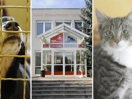 Die Schützlinge im Wiener Tierschutzhaus kann man bei Tag der offenen Tür sehen