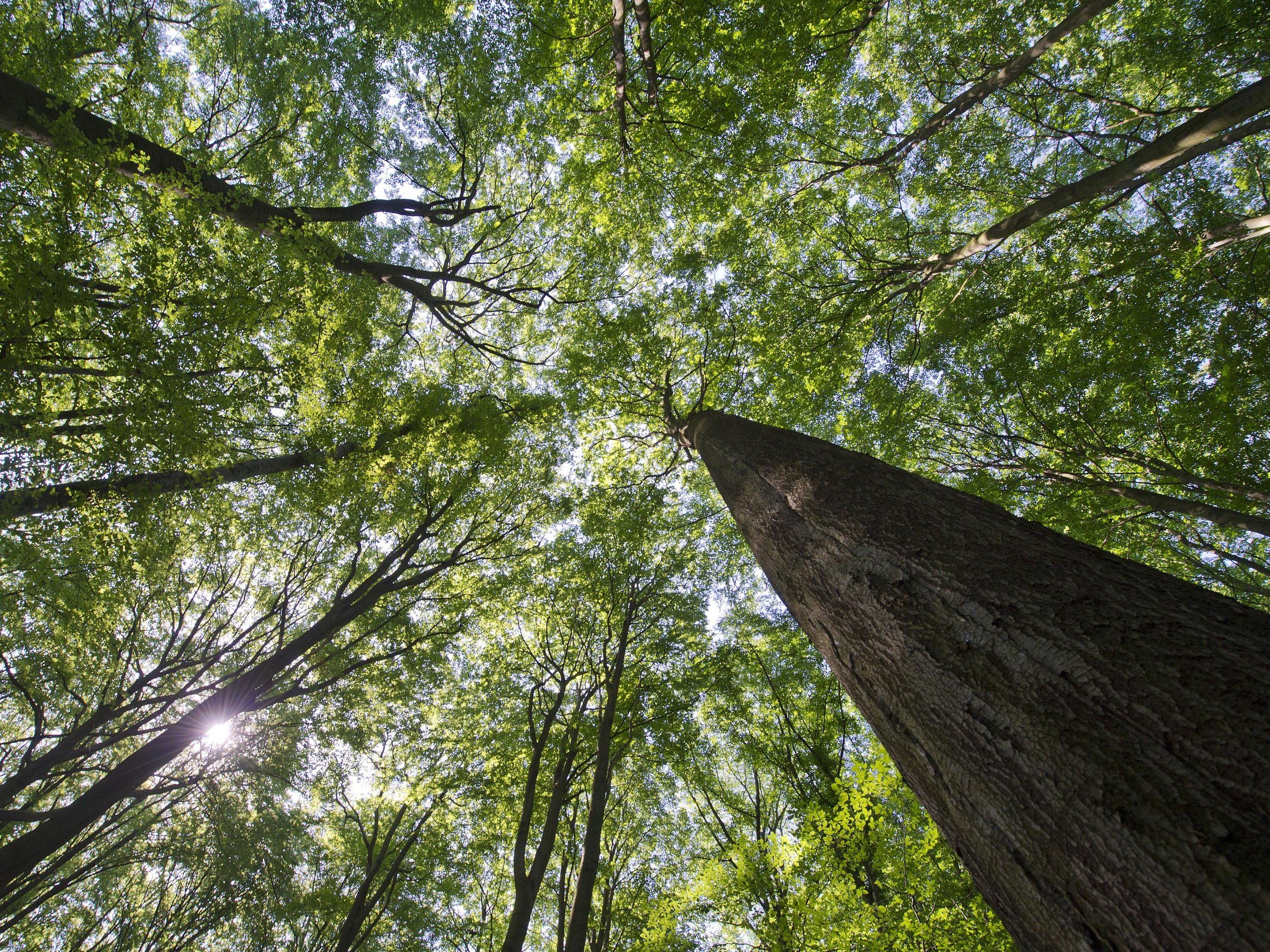 Die Buchenwälder sollen Österreichs erstes Weltnaturerbe werden