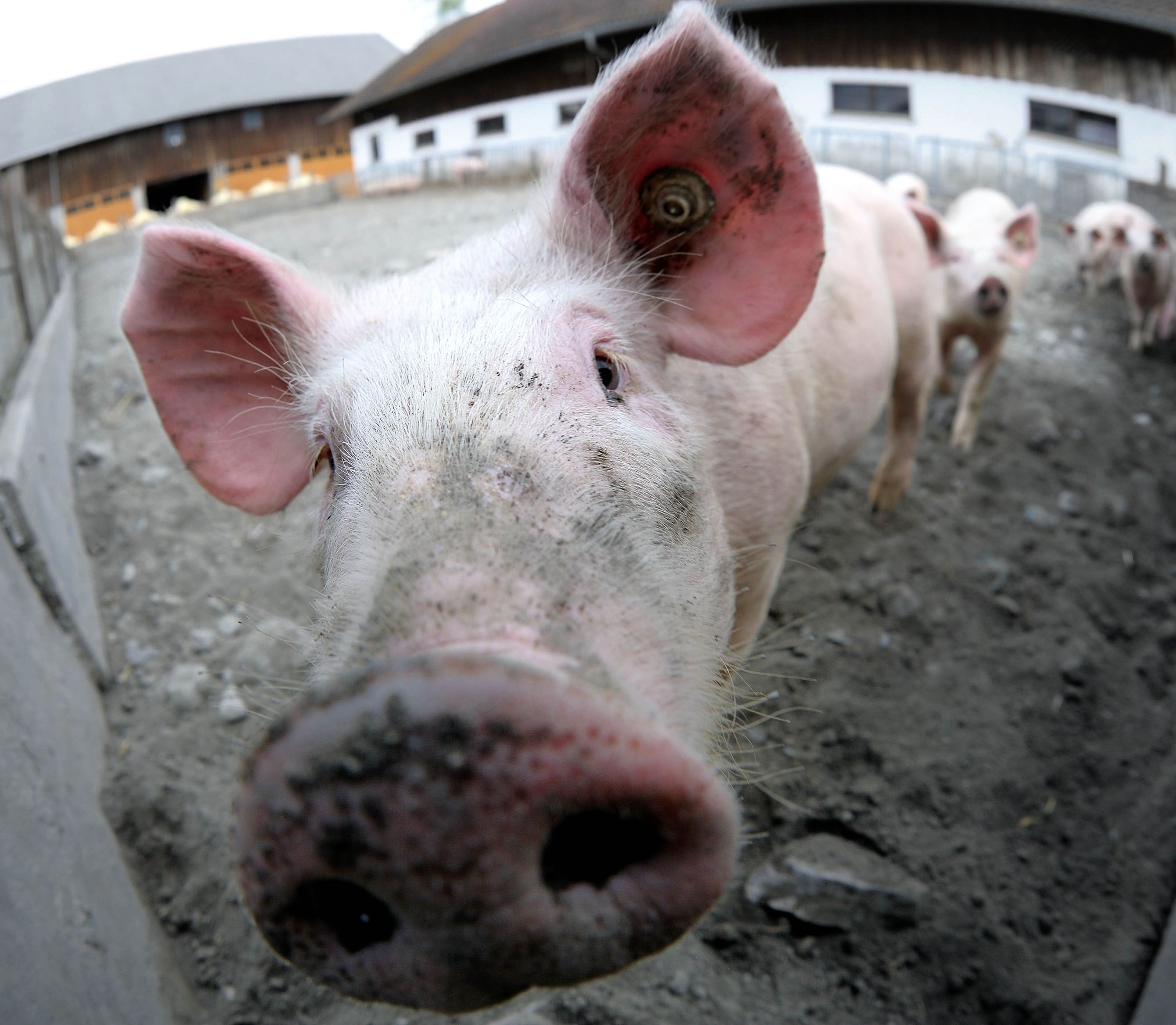 Zehn Schweine verendeten über Nacht in der Jauchegrube. Zehn Schweine verendeten über Nacht in der Jauchegrube.