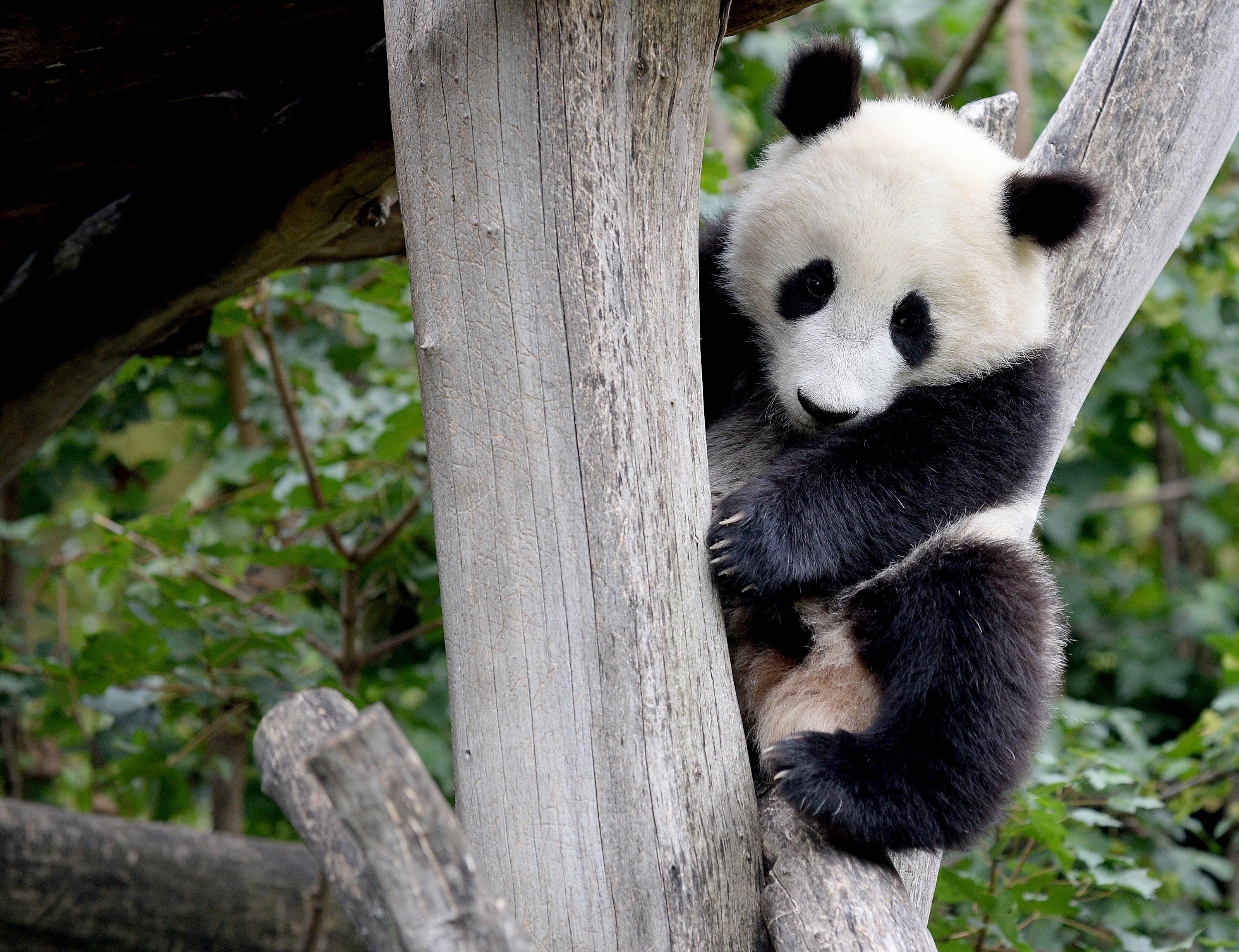 Für Fu Bao beginnt ein neuer Lebensabschnitt in China. Für Fu Bao beginnt ein neuer Lebensabschnitt in China.
