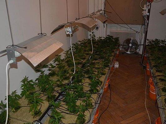 Diese Cannabis-Plantage wurde in Währing entdeckt