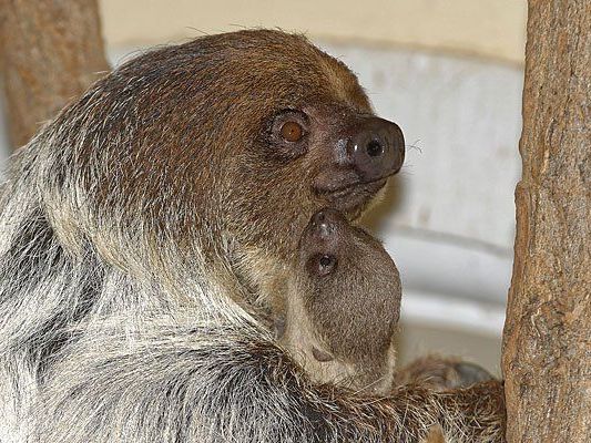 Das neu geborene Faultier-Baby im Tiergarten Schönbrunn