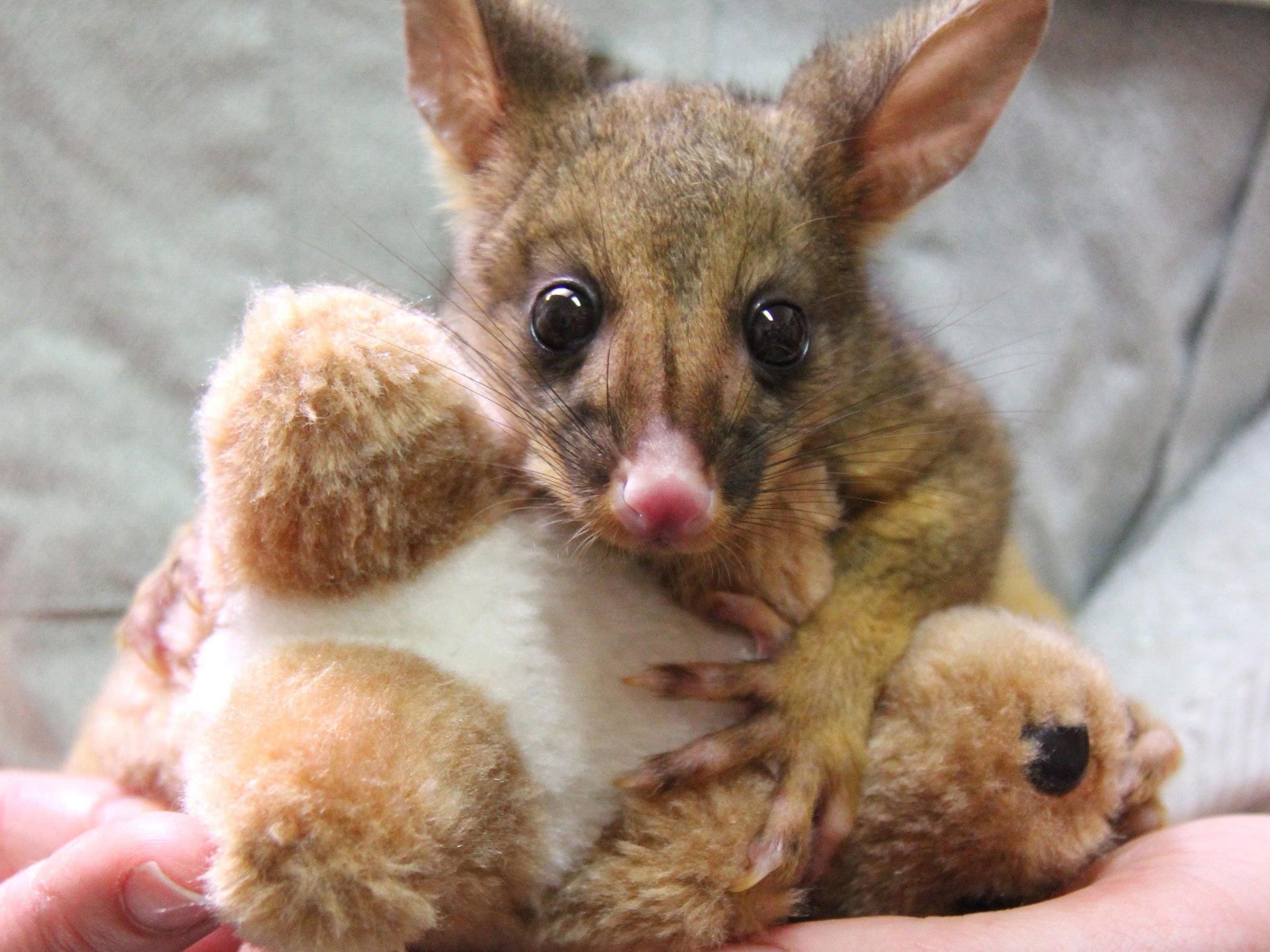 Verwaistes Beuteltier-Baby kuschelt sich an Plüsch-Känguru