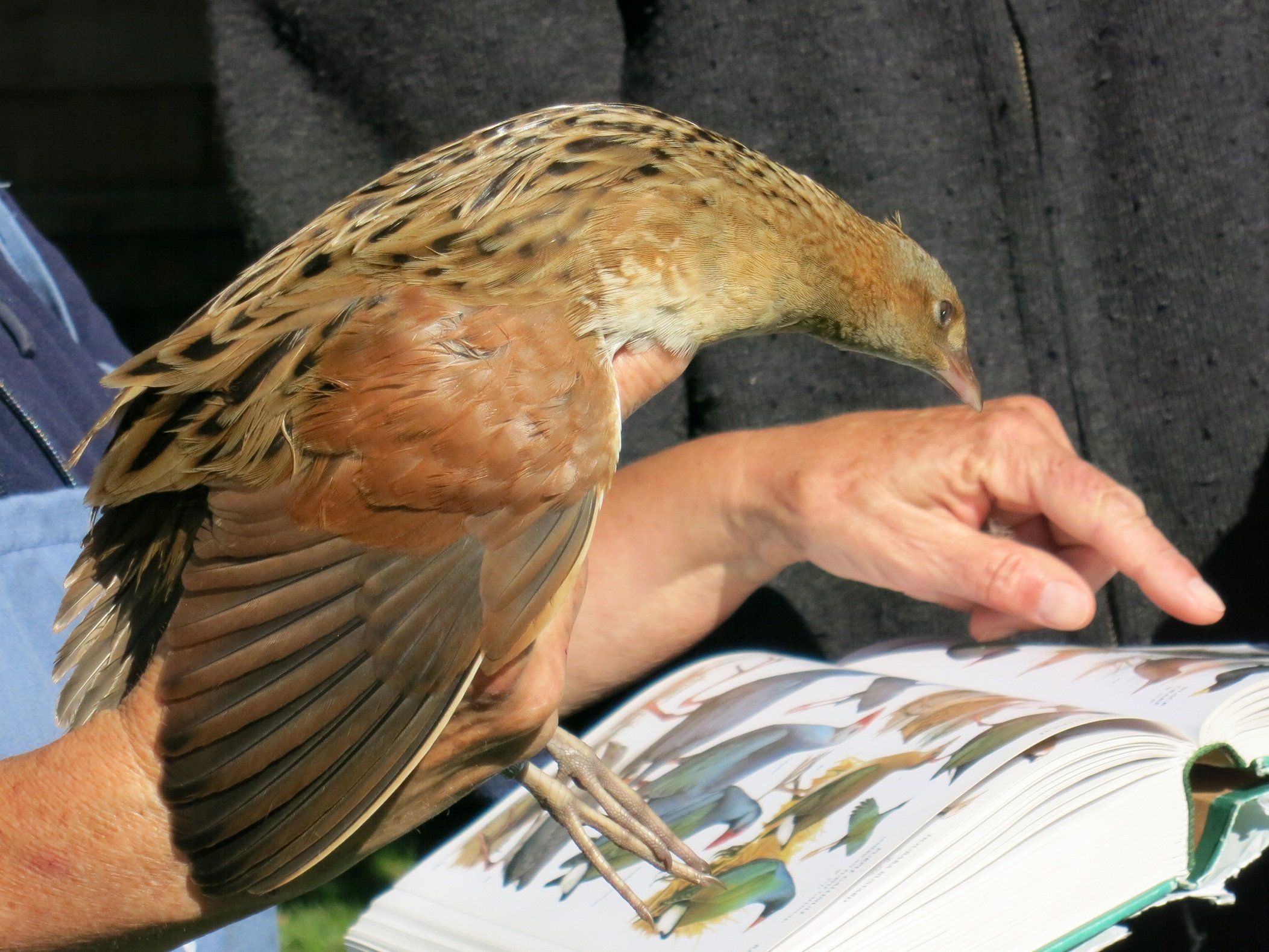 Das Auftauchen des Wachtelkönigs sorgte für eine Sensation am „Drossel“-Biotop.