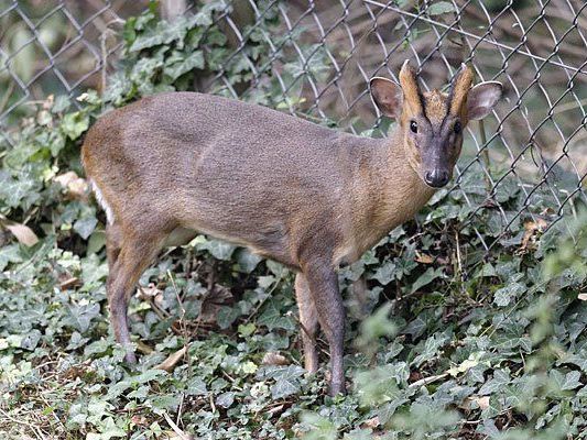 Hirsche im Mini-Format: Muntjaks in Schönbrunn