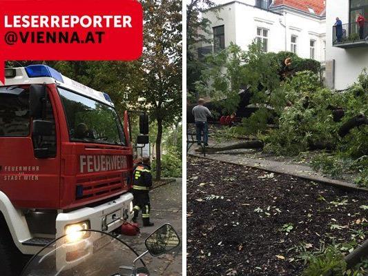 Der umgestürzte Baum führte zu einem Feuerwehreinsatz.