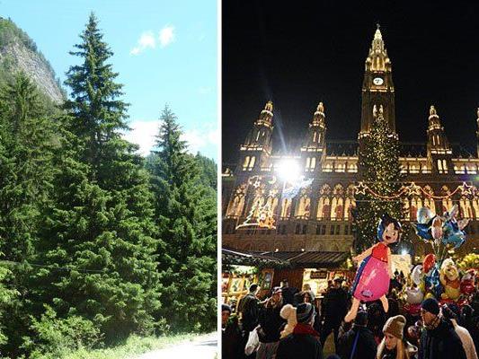 Der Weihnachtbaum 2015 kommt aus Pfunds in Tirol