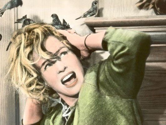 53. Viennale - Von Affe bis Zebra: Animalische Schau im Filmmuseum 53. Viennale - Von Affe bis Zebra: Animalische Schau im Filmmuseum