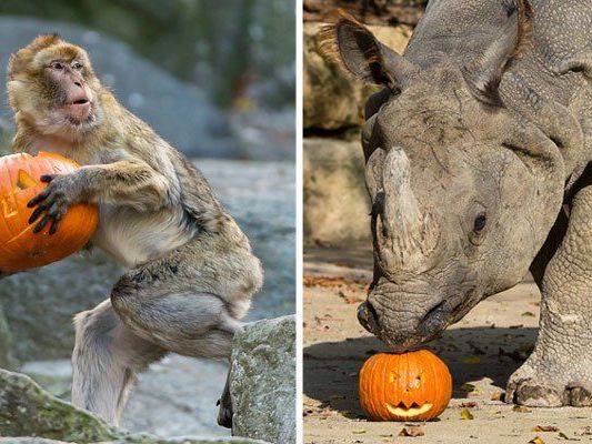 Halloween ist auch für die Tiere in Schönbrunn ein Grund zum Feiern