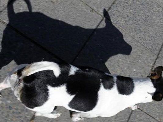 Und weg war er: Der Hund verschwand kurzerhand in den U-Bahn-Tunneln. Und weg war er: Der Hund verschwand kurzerhand in den U-Bahn-Tunneln.