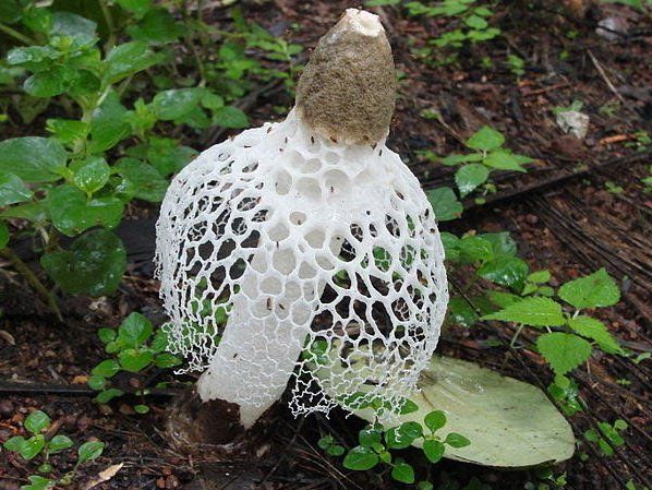 Der Pilz, der Frauen glücklich machen soll Der Pilz, der Frauen glücklich machen soll