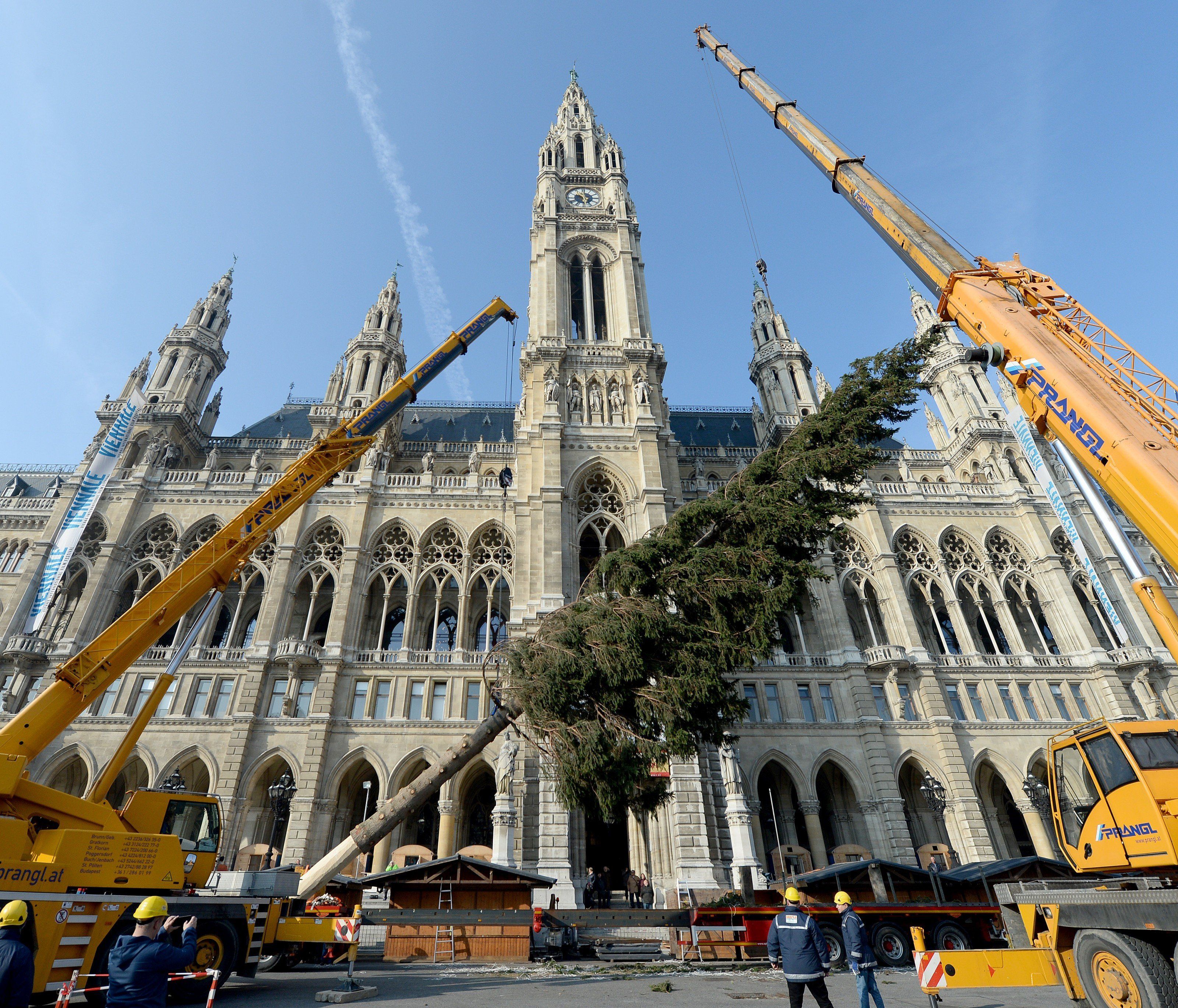 Der Christbaum vor dem Wiener Rathausplatz steht bereits. Der Christbaum vor dem Wiener Rathausplatz steht bereits.