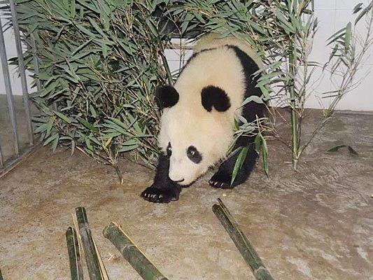 Fu Bao ist in China angekommen - wo ihm der Bambus schon schmeckt